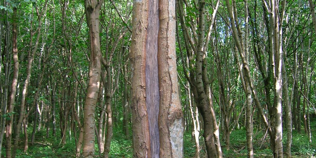 A tree with an old frost crack with reaction wood around the wound.