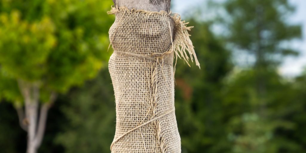 A young tree trunk wrapped in burlap for protection.