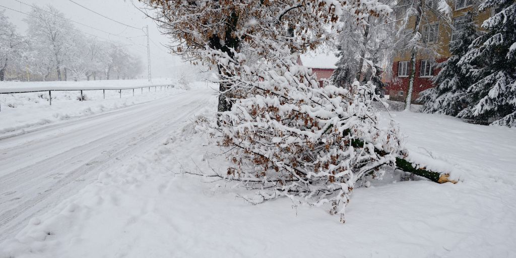 A downed tree branch from a New Jersey winter storm.