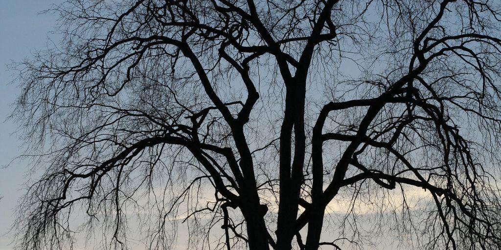 The silhouette of an elm tree without leaves during a New Jersey winter.