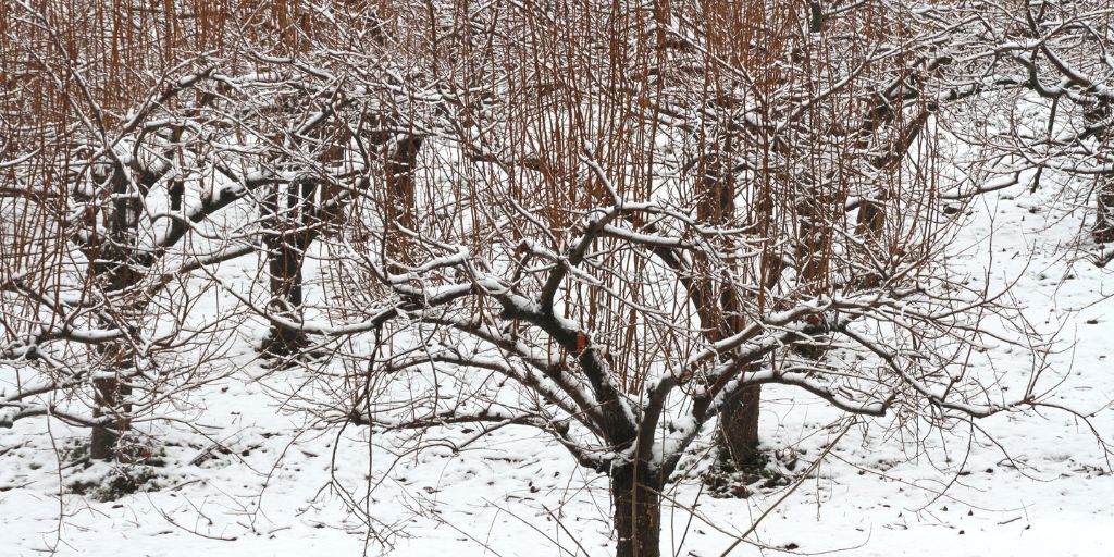 Fruit trees with many water sprouts covered with a light layer of snow during a New Jersey winter.