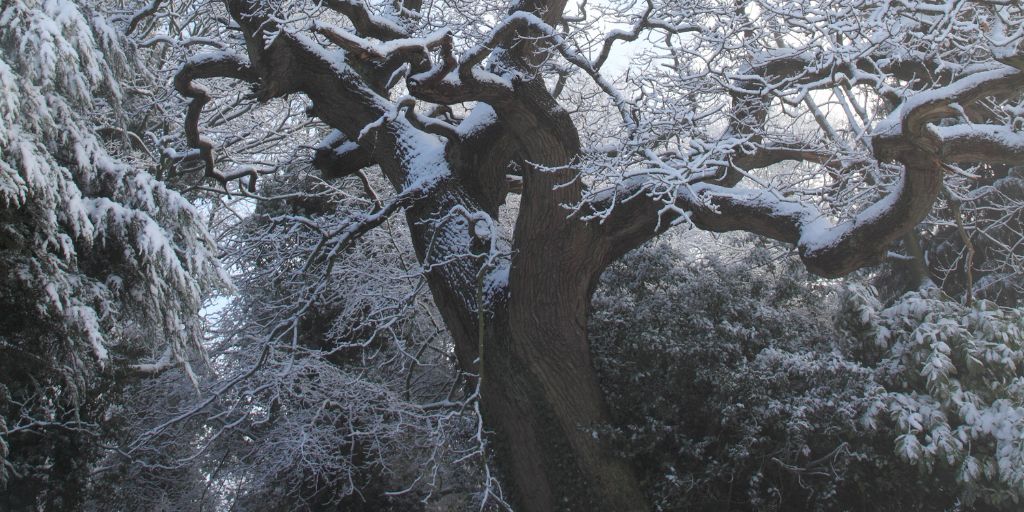 An oak tree covered in a light layer of snow during a New Jersey winter