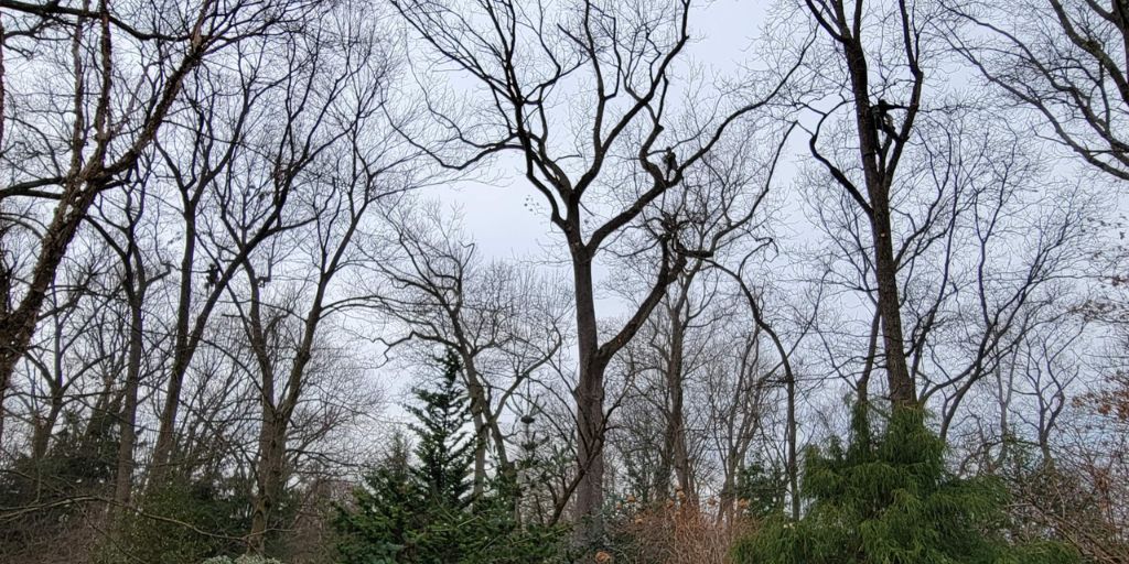 Alpine Tree Service crew members climb in deciduous tree canopies for winter pruning services in New Jersey.