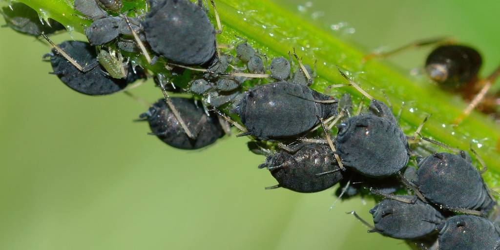 Twenty adult aphid pests and their nymphs feeding on a shining green stem as an ant stalks them from behind the stem.