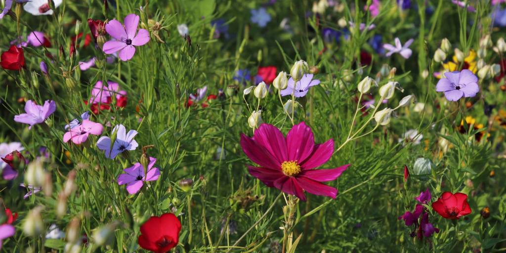 A mix of red, pink, lavender, orange, and purple wildflowers growing in a grassy field.