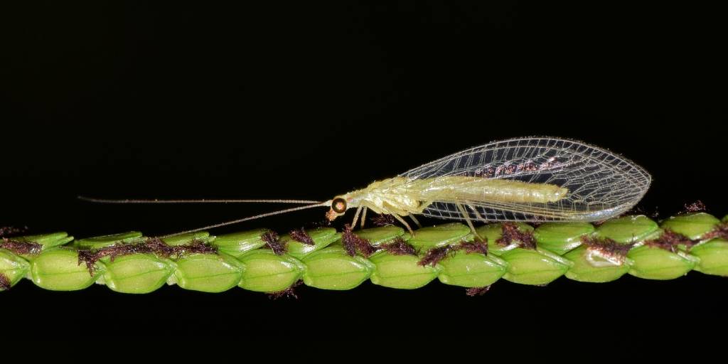 A green lacewing with threadlike antennae as long as its body and lacy, nearly transparent wings feeding while perched on a green horizontal stem covered with dark brown aphid nymphs.