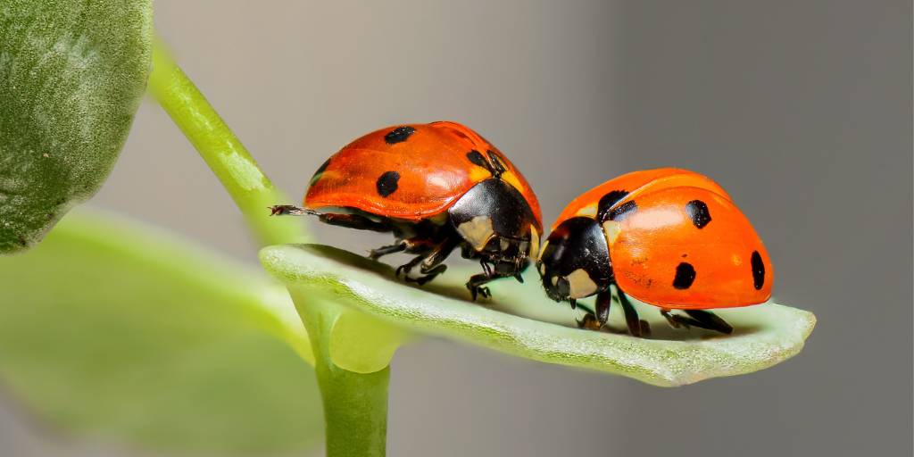 Two beneficial red ladybugs with black spots face each other on the top of a horizontal green leaf.