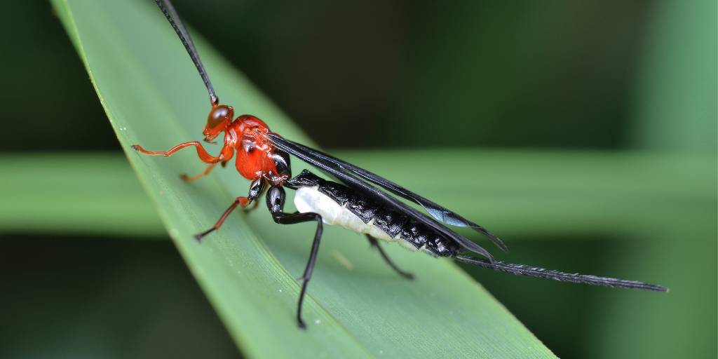 A red, black, and white parasitic braconid wasp with long black antennae and ovipositor sitting on a green leaf.