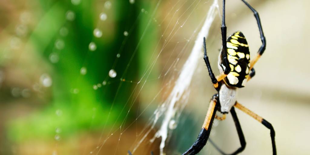 A black, yellow, and white orb weaver spider waiting on its finely spun silk web.