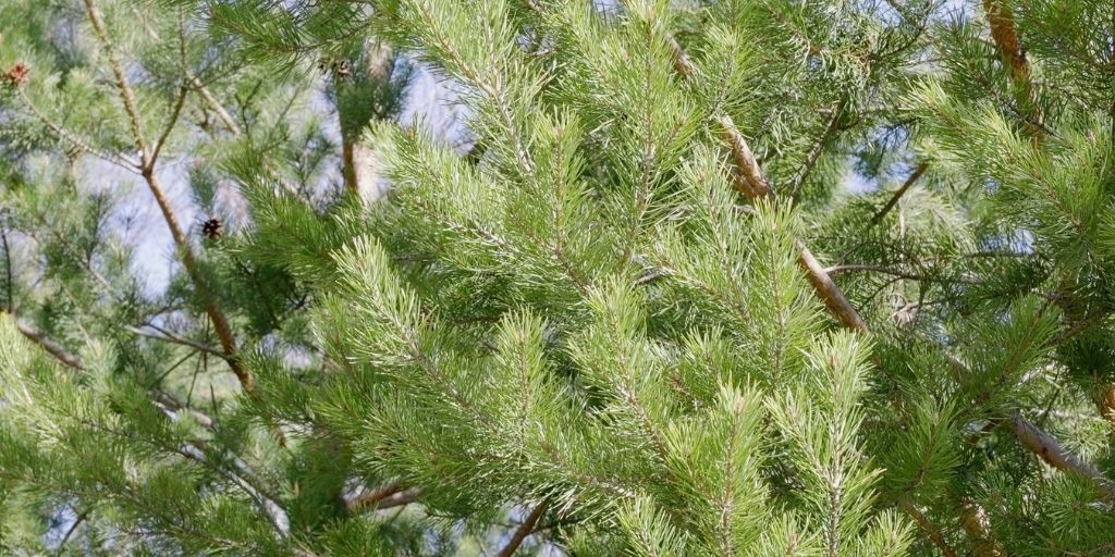 white pine trees on a spring day