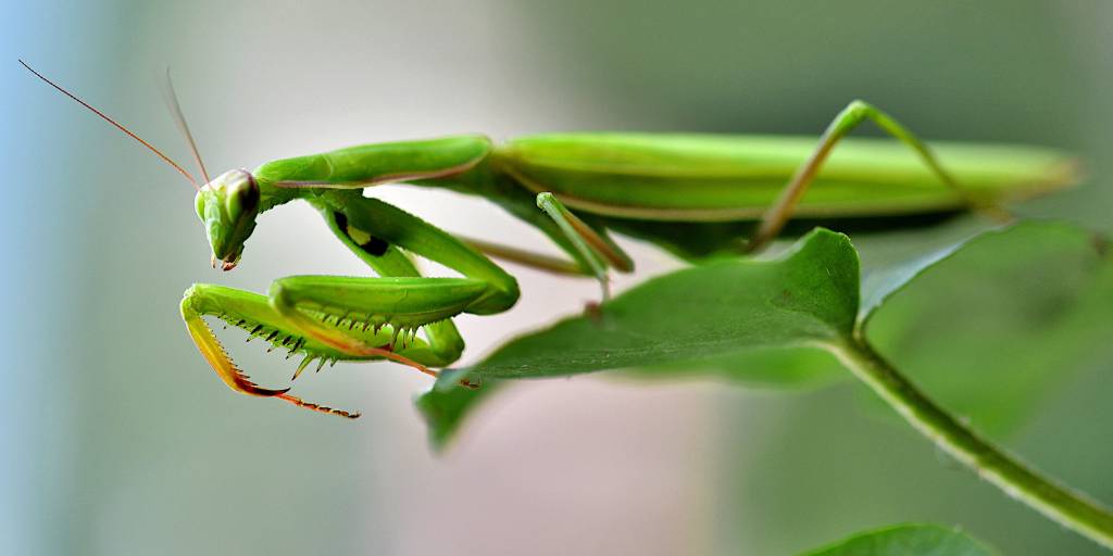 A green praying mantis sits vertically on a leaf, its arms folded as the beneficial insect waits for prey.