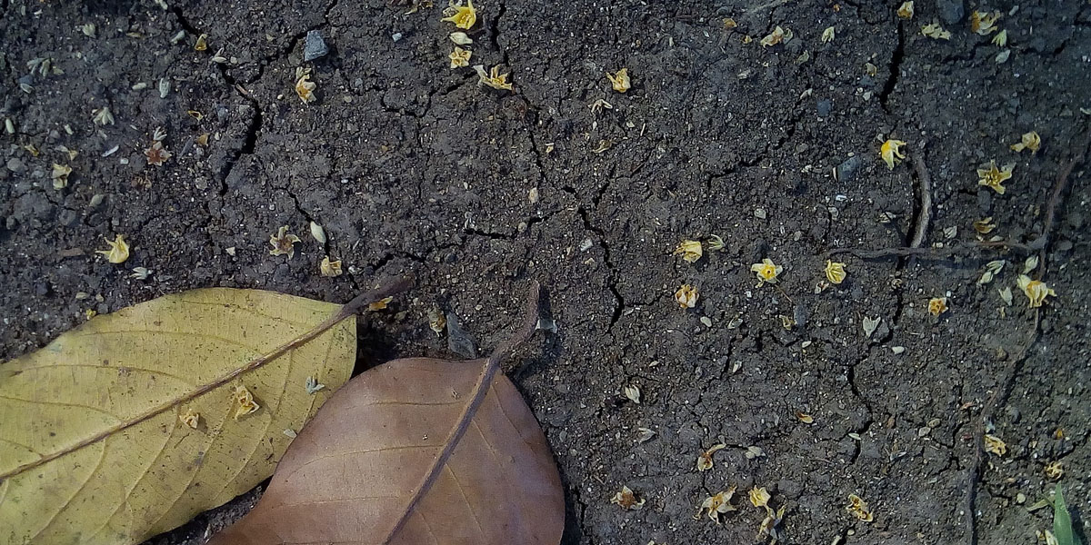 A picture of soil/dirt/earth with leaves in the foreground