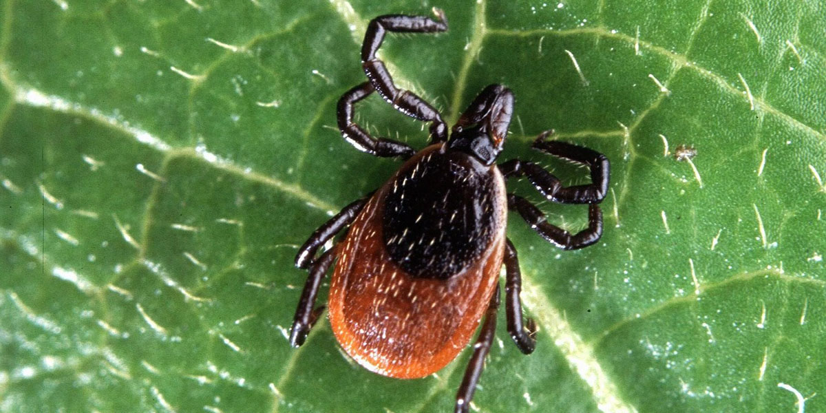 close-up of a deer tick on a green leaf