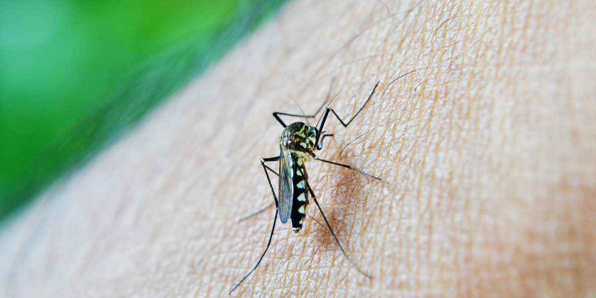 A mosquito lands on an arm