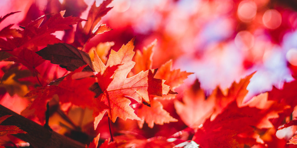 red maple leaves in fall color