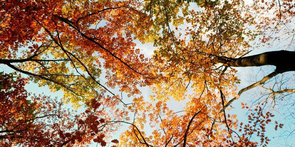 looking up at fall leaves on trees with sky in the background