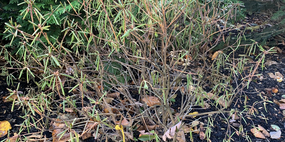 A damaged rhododendron shrub before Alpine Tree in Morristown, New Jersey applied fertilizer