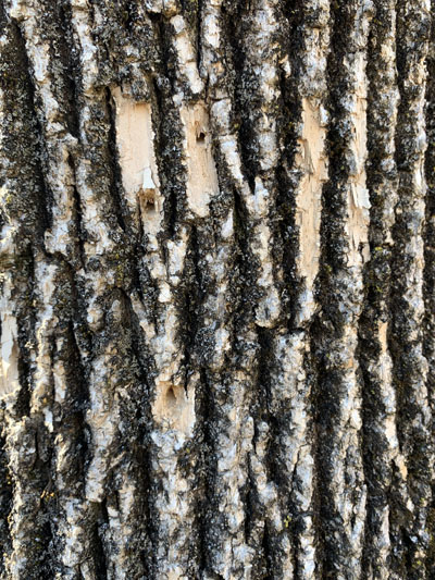 A tree trunk in New Jersey with pest-created holes below the bark