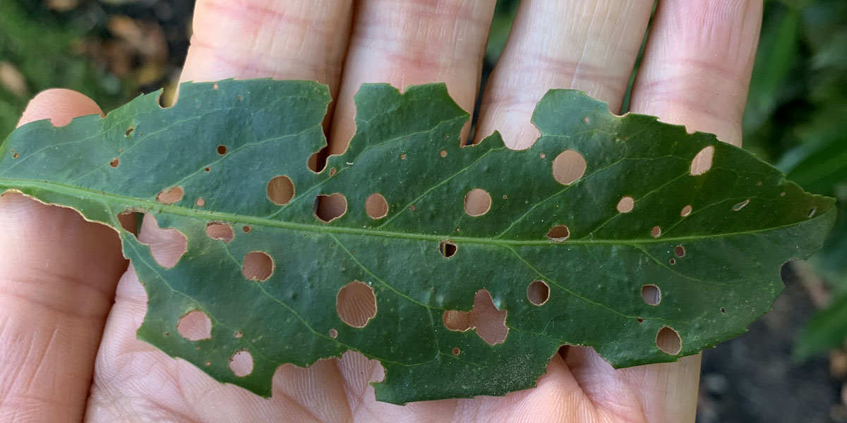 An Alpine Tree Service employee holds a green leaf with holes