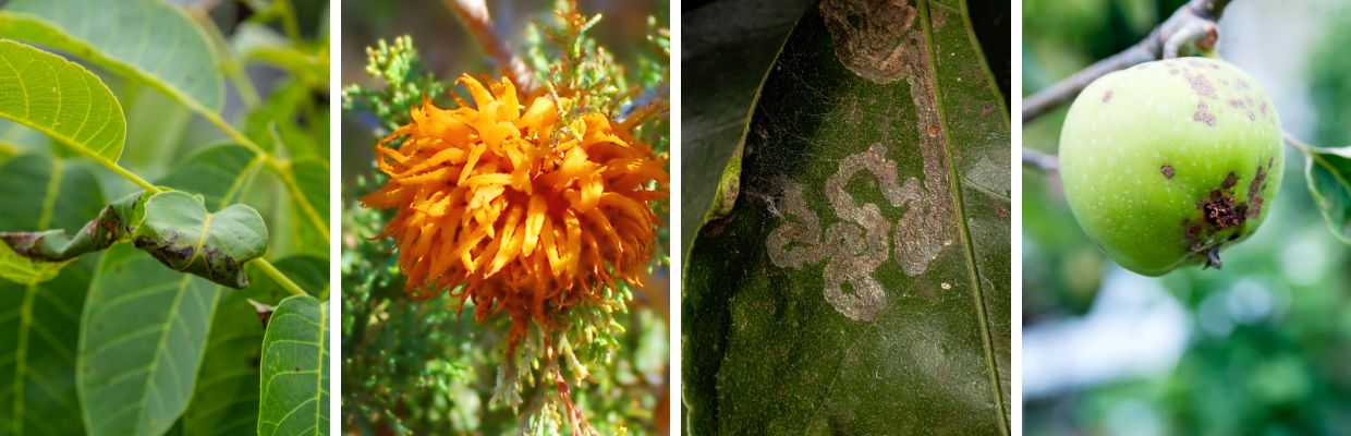 Pest, disease, and fungal issues on trees and plants.