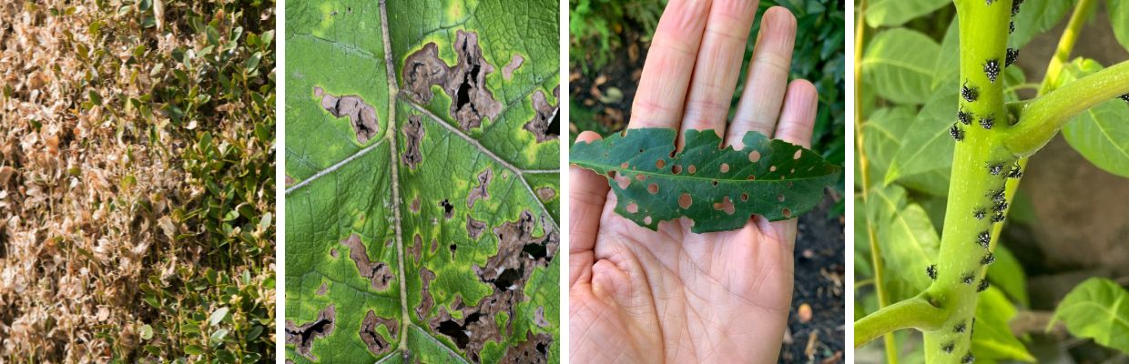 pest and disease issues on New Jersey trees