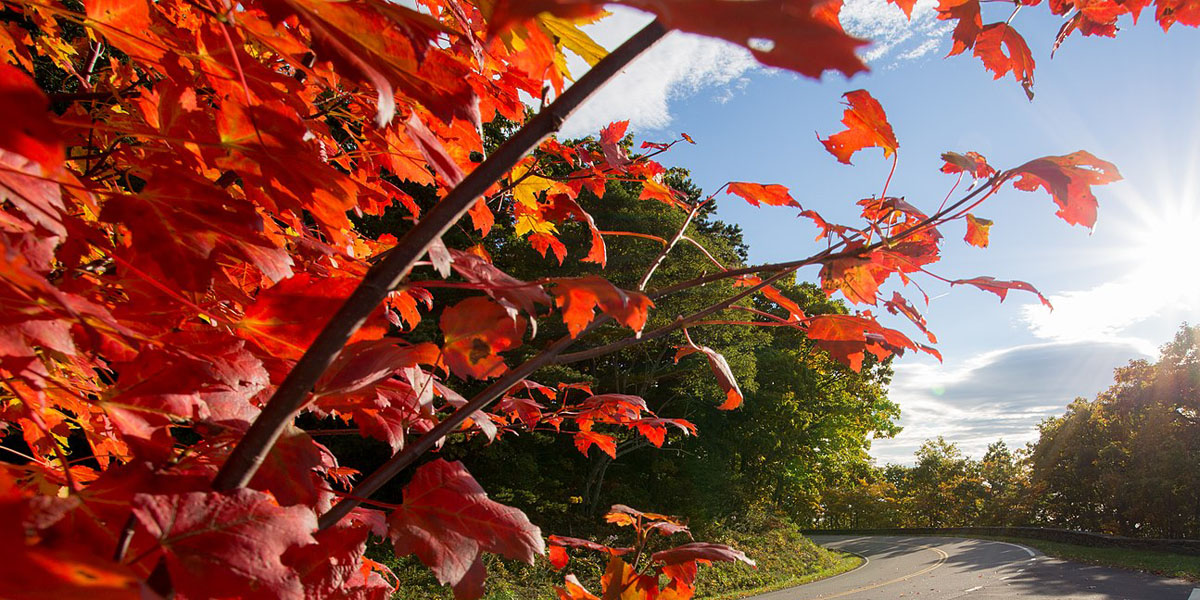 Red maple tree foliage leaves