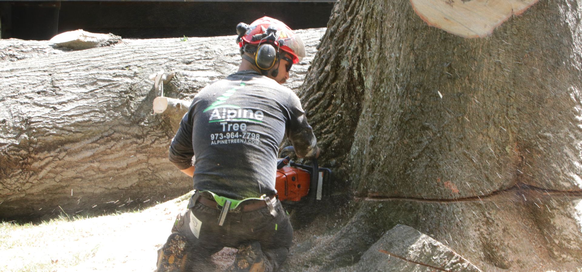 Alpine-removal-large-trunk