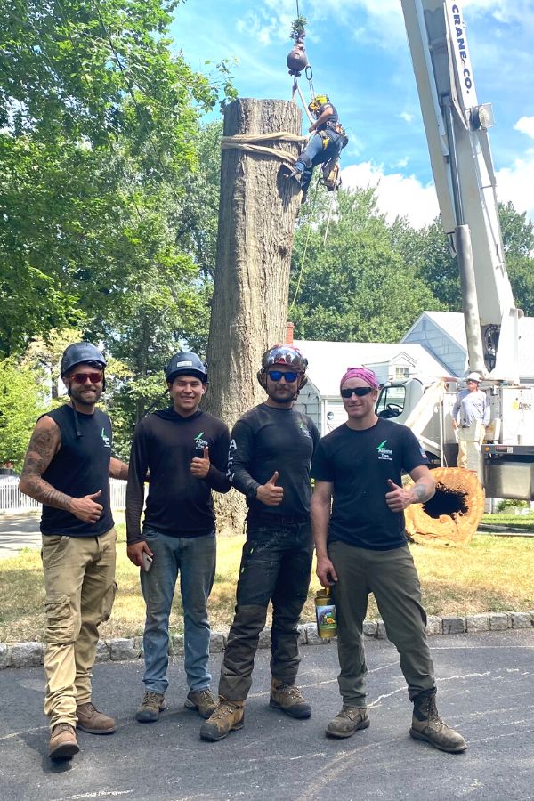 Alpine-removal-team