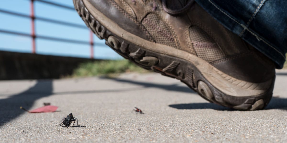 Close-up image of a man's shoe about to stomp on a spotted lanternfly