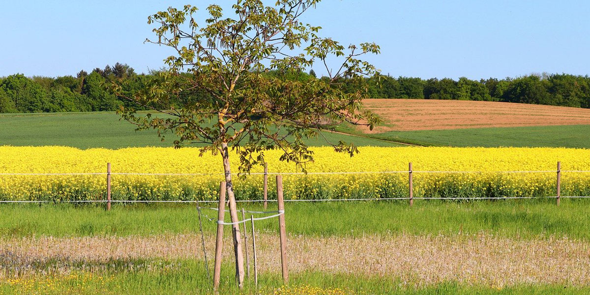 A young tree planted near a field with stakes to add support