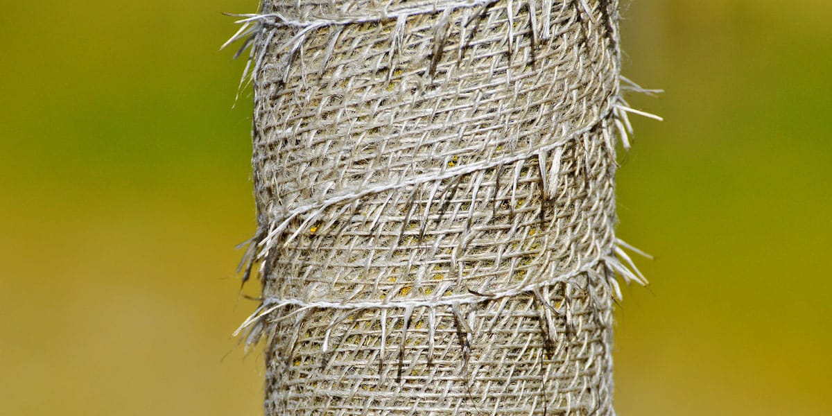 a tree trunk wrapped in burlap for protection