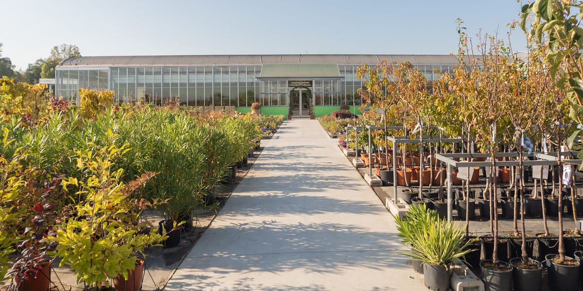 trees and shrubs at a plant nursery