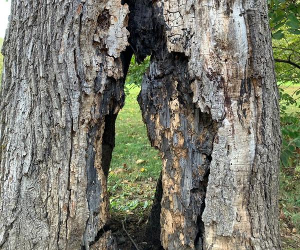 Alpine-website-local-page-basking-ridge-section-phc-tree