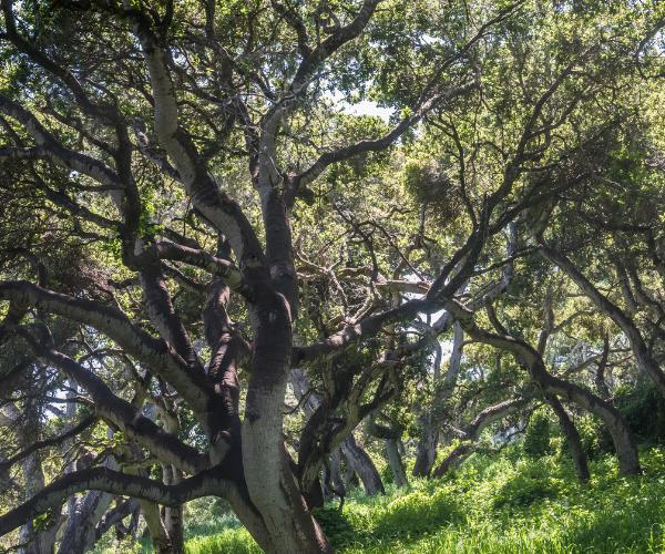 Alpine-website-local-page-basking-ridge-section-white-oak-tree