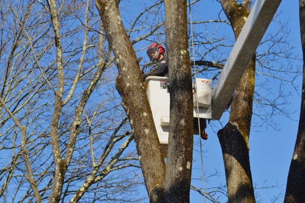 Alpine-website-lsp-madison-section-pruning-crew