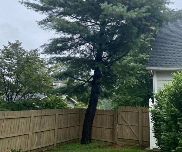 Alpine-website-section-leaning-tree