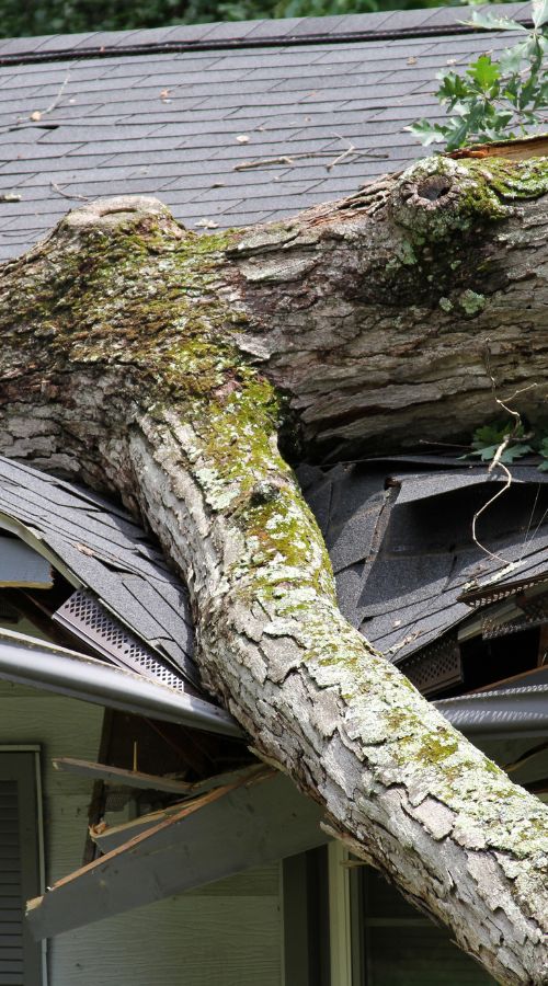 Alpine-website-section-storm-tree-fell-roof