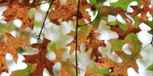 A backlit oak canopy where many of the lobed leaves have turned brown and blotchy while others stay green.