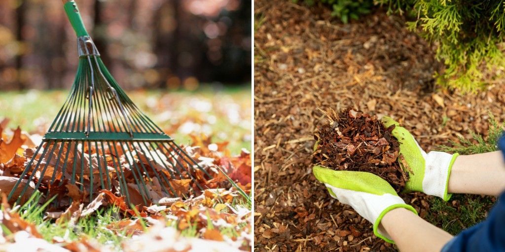 A leaf rake gathering fallen leaves on a lawn beside gloved hands cupping a handful of shredded bark mulch.