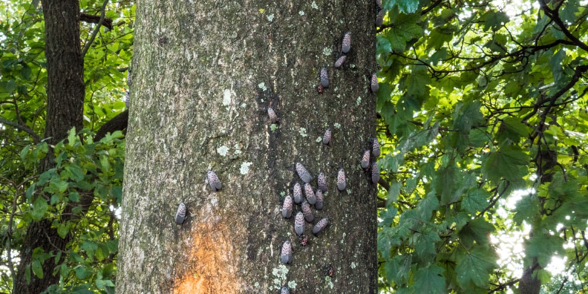 Adult spotted lanternfly insects on a tree trunk