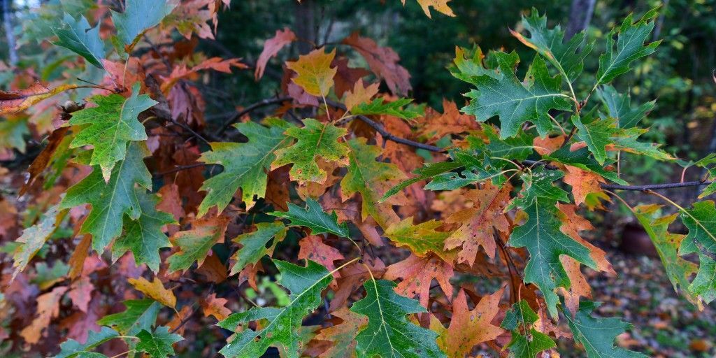 An oak branch holding a mix of healthy green leaves and leaves mottled with brown and orange blotches.