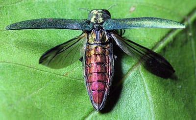 An emerald ash borer on a green leaf with wings outstretched