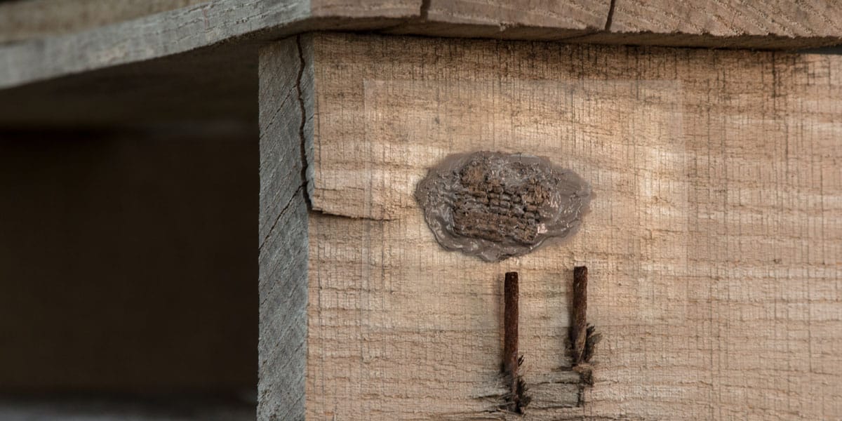 A brownish-grey spotted lanternfly egg mass on a wooden pallet