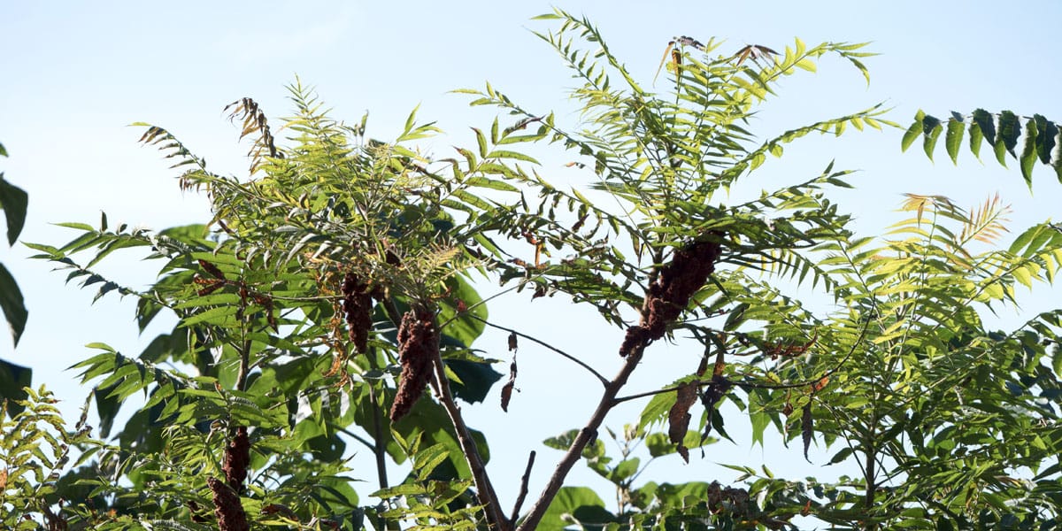 Tree of Heaven is the spotted lanternfly's favorite food