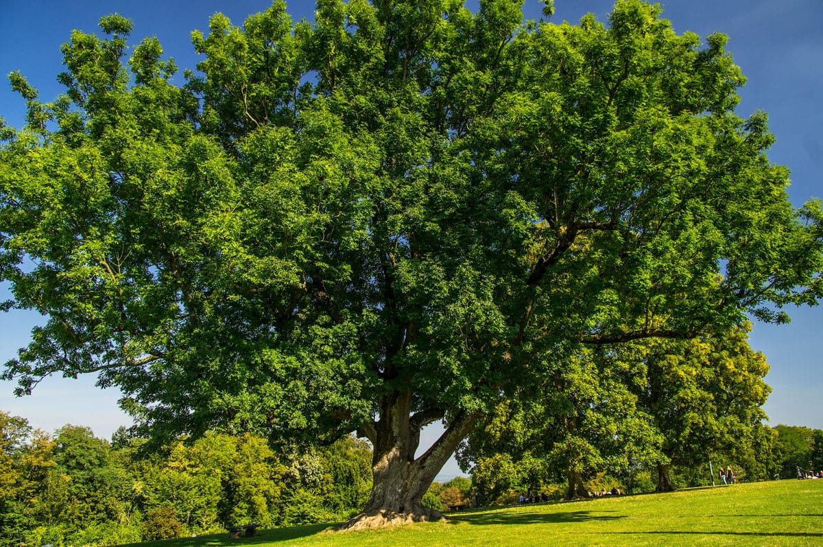 A large ash tree grows in a park setting