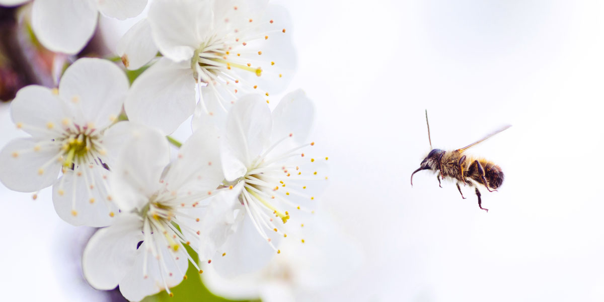 A bee pollinates apple blossoms