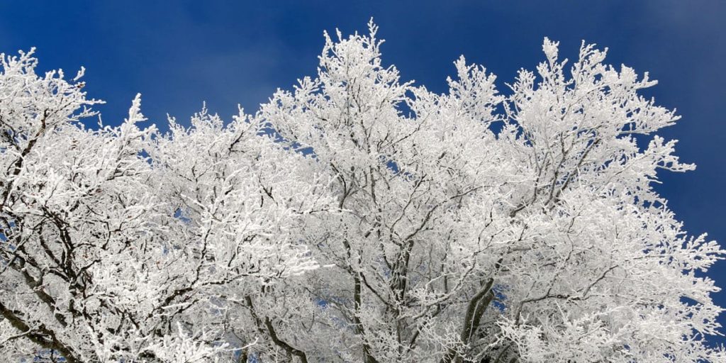 frost covers a tree, coating it white, with a dark blue sky in the background