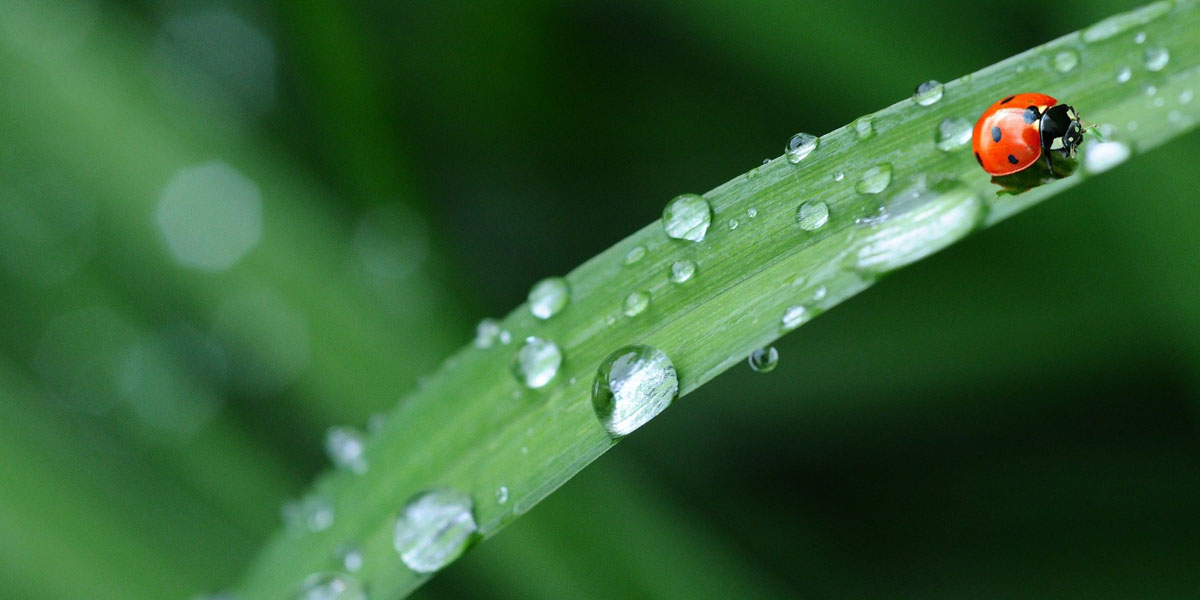 A ladybug and water droplets on a blade of grass