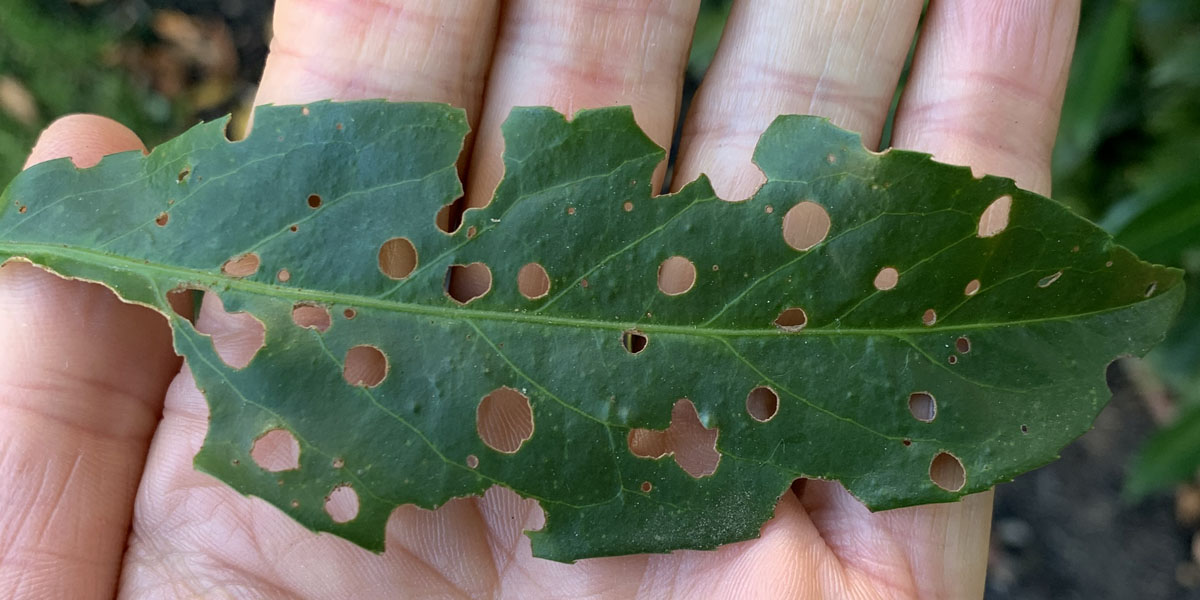 an Alpine Tree arborist holds a tree leaf that has been eaten by pests in the Morristown New Jersey area