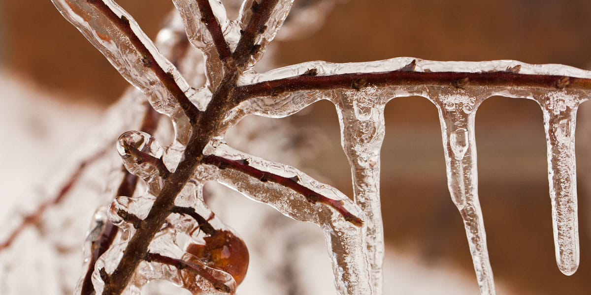 ice covers the branches and berry of a shrub